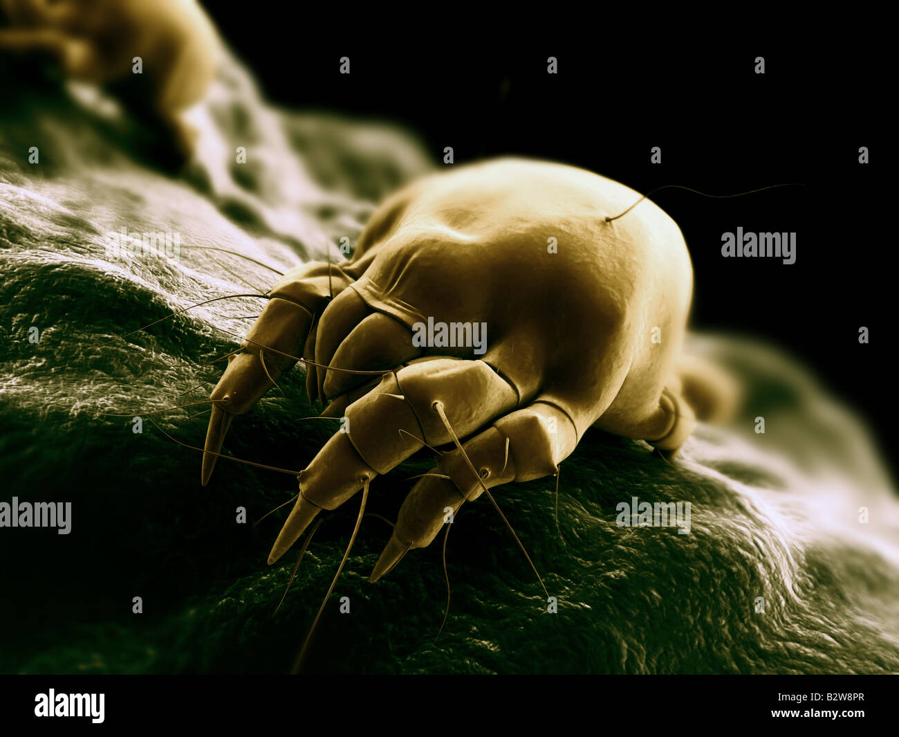 mite scene Stock Photo - Alamy