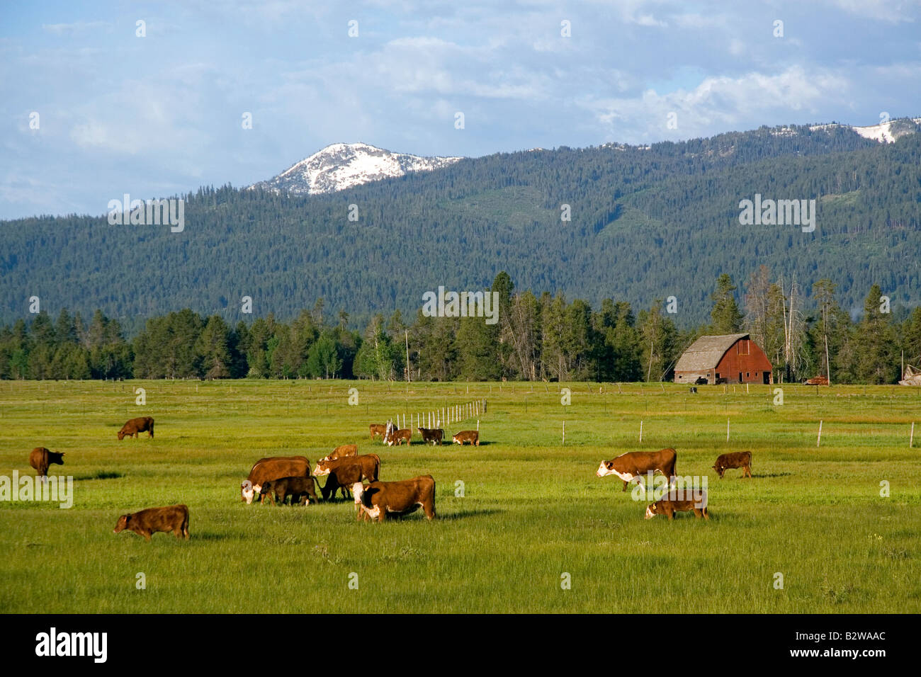 Cattle graze in a pasture near Cascade Idaho Stock Photo