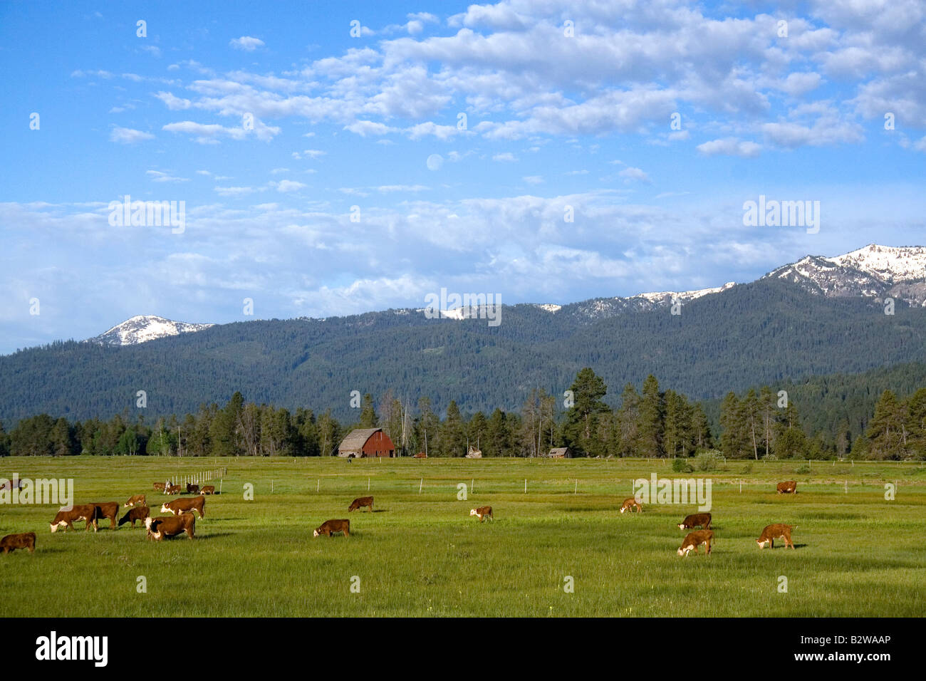 Cattle graze in a pasture near Cascade Idaho Stock Photo