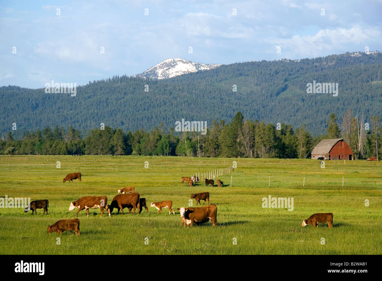 Cattle graze in a pasture near Cascade Idaho Stock Photo