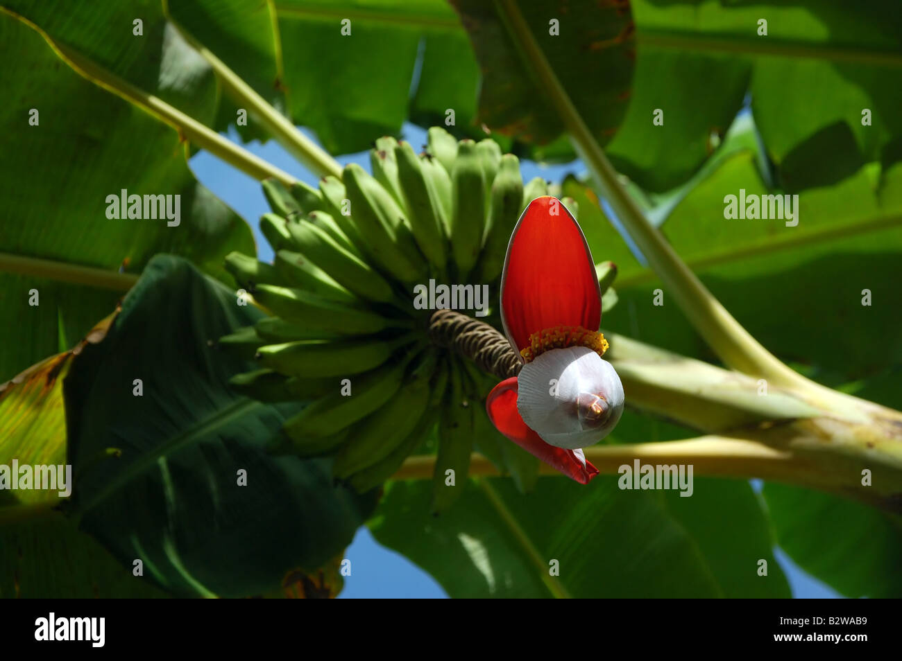 A banana tree seen from below. The flower weighs down the bananas which
