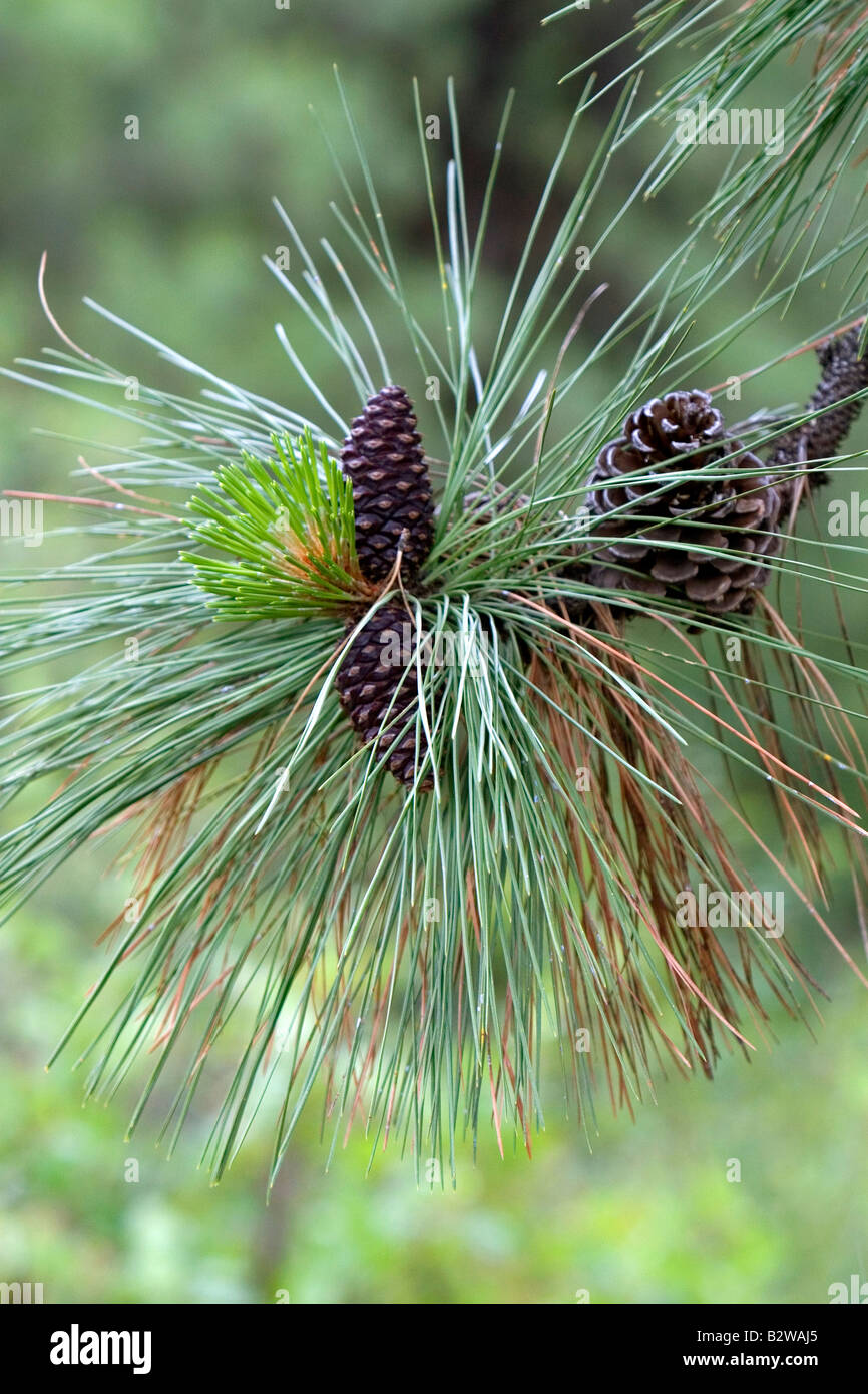 Pinecones and new growth on a Ponderosa Pine tree in Clearwater County Idaho Stock Photo