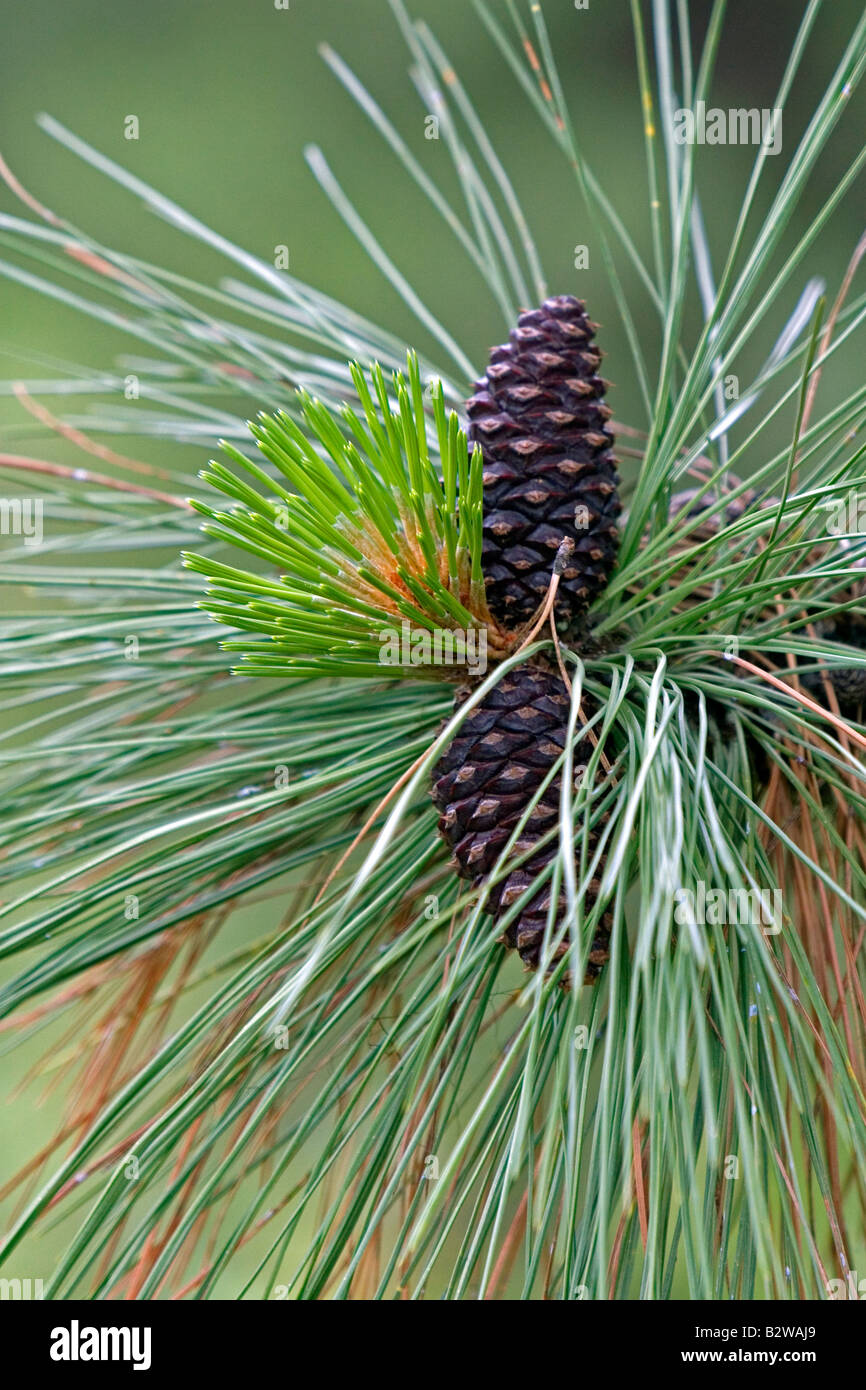 Pinecones and new growth on a Ponderosa Pine tree in Clearwater County Idaho Stock Photo