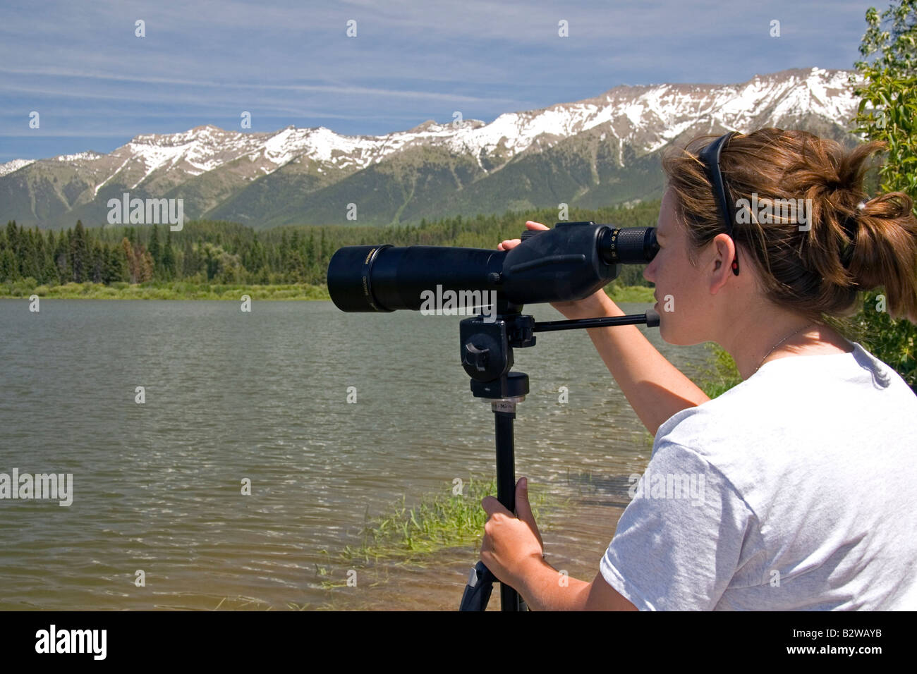Wildlife biologist using a telescope to view nesting loons at Summit Lake Montana Stock Photo