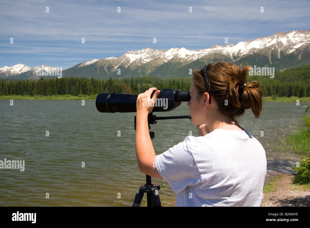 Wildlife biologist using a telescope to view nesting loons at Summit Lake Montana Stock Photo