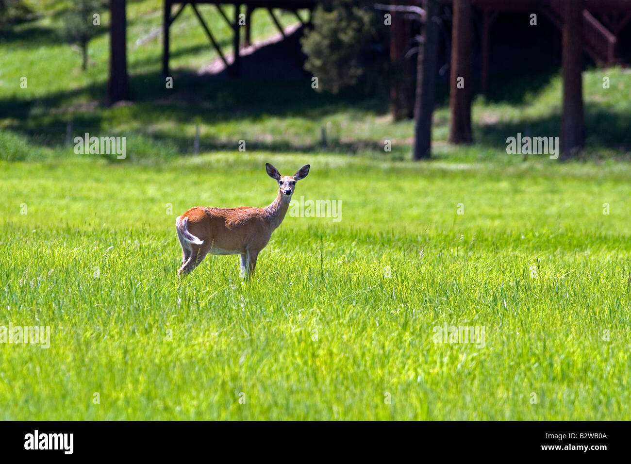 White tail deer doe in a meadow near Seeley Lake Montana Stock Photo