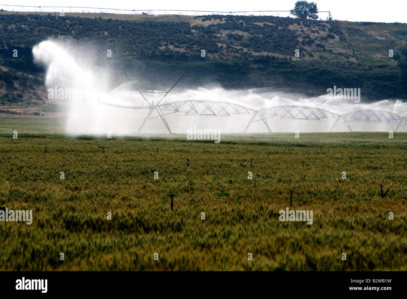 Sprinkler irrigation of a wheat field in Elmore County Idaho Stock Photo