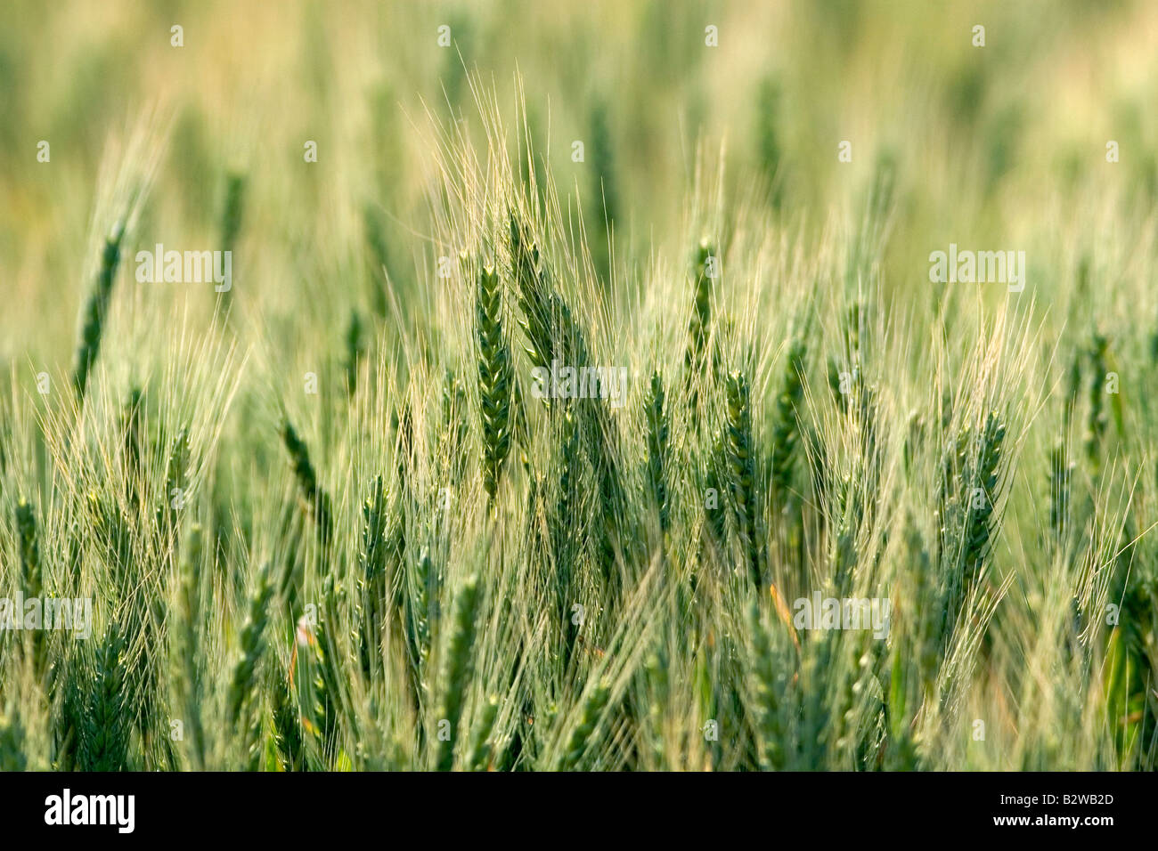 Wheat field in Elmore County Idaho Stock Photo