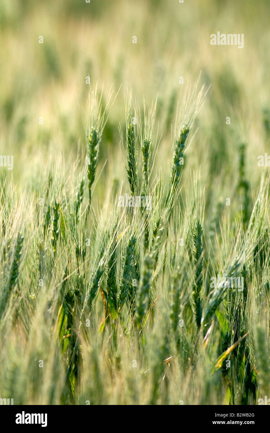 Wheat field in Elmore County Idaho Stock Photo
