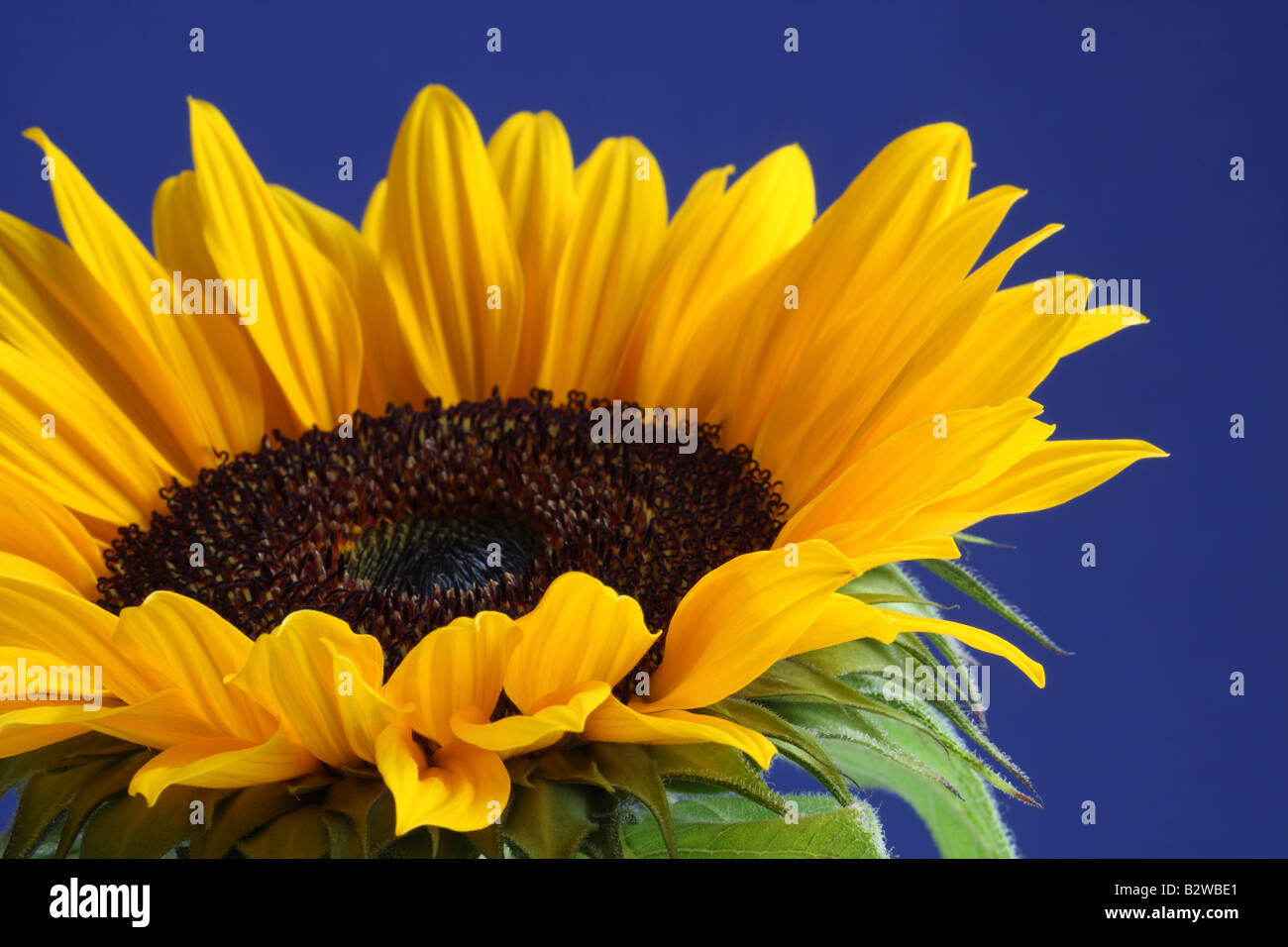 Sunflower, Helianthus annuus, blue background Stock Photo