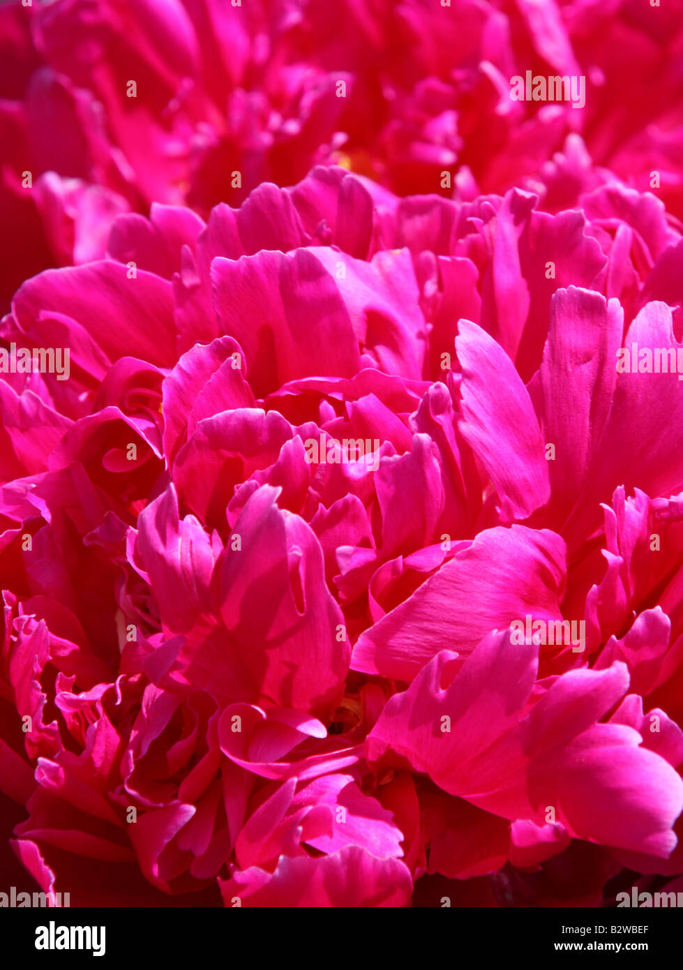 Closeup of peony petals Stock Photo