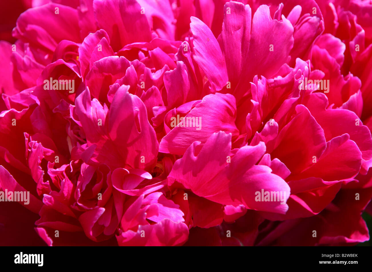 Closeup of peony petals Stock Photo