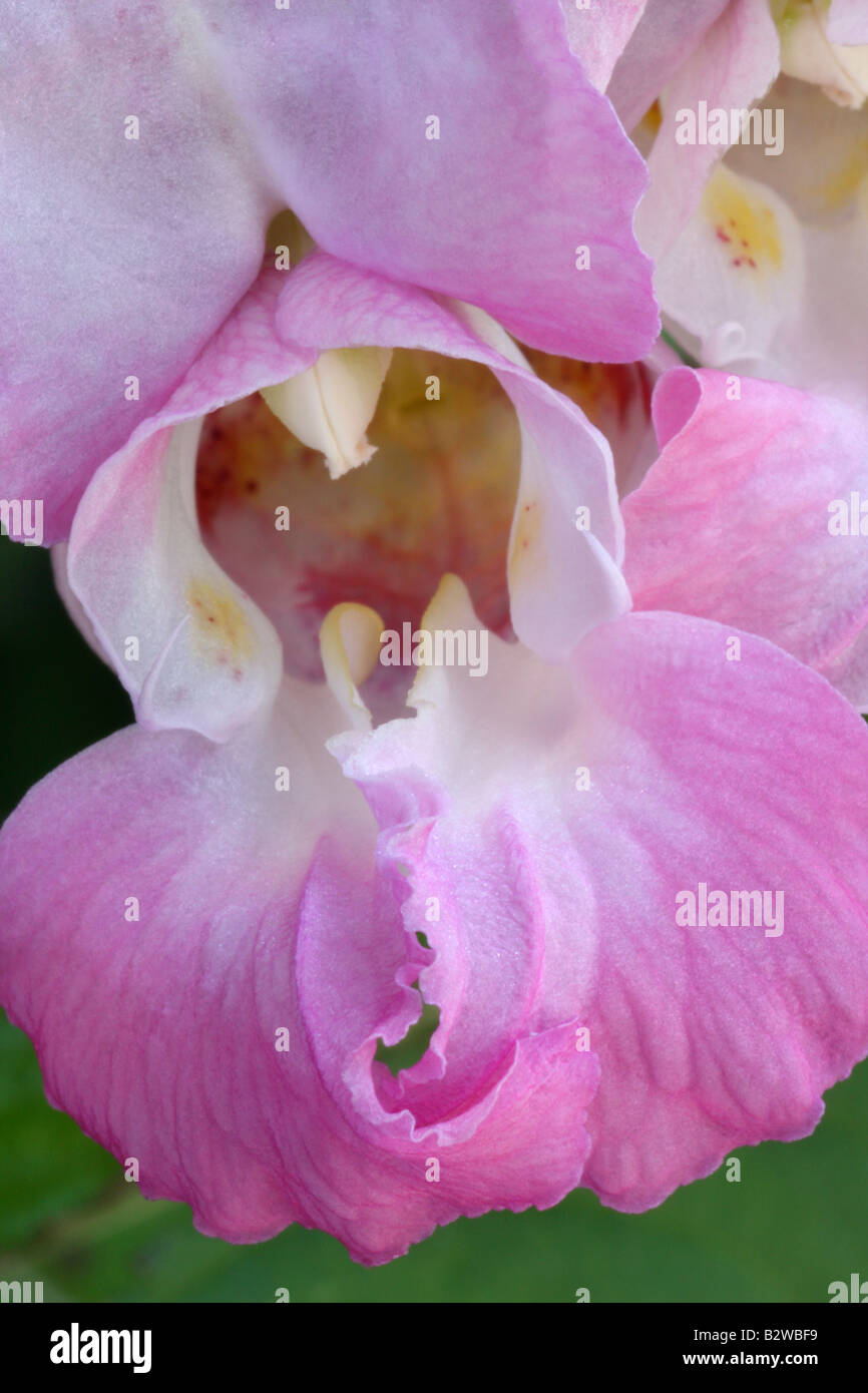 Himalayan balsam, Impatiens glandulifera, close up of flower Stock Photo