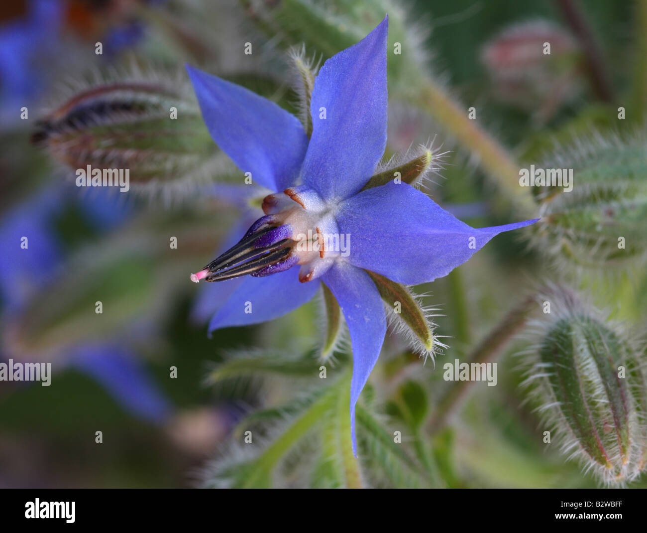 Borage, Borago officinalis, closeup of flower Stock Photo