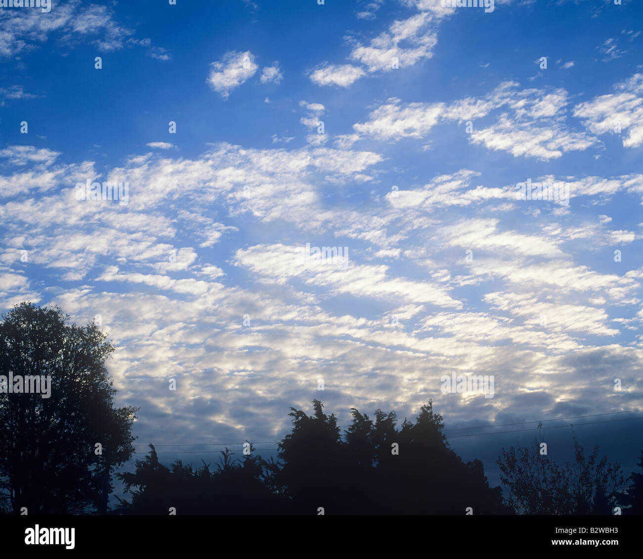Silhouette of trees against a blue sky and clouds Stock Photo - Alamy