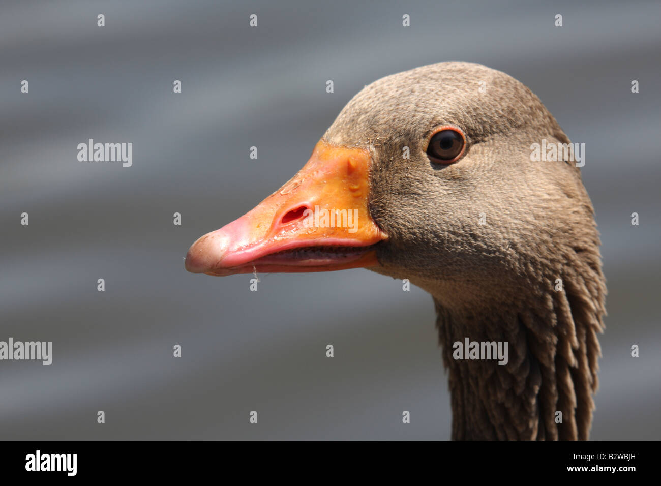 Western Greylag Goose, Anser anser anser, closeup of head Stock Photo