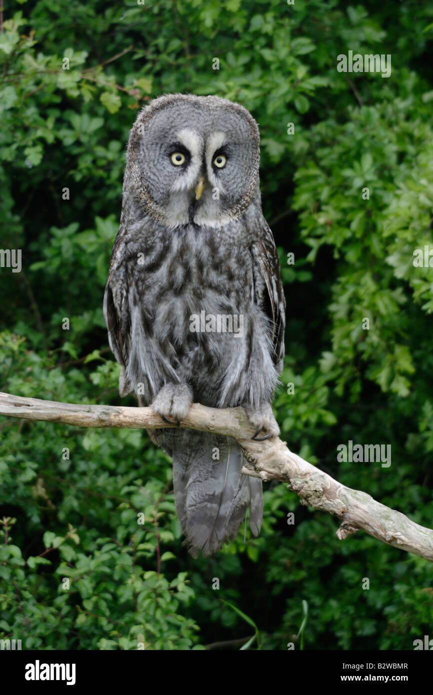 Great grey owl, Strix nebulosa Stock Photo