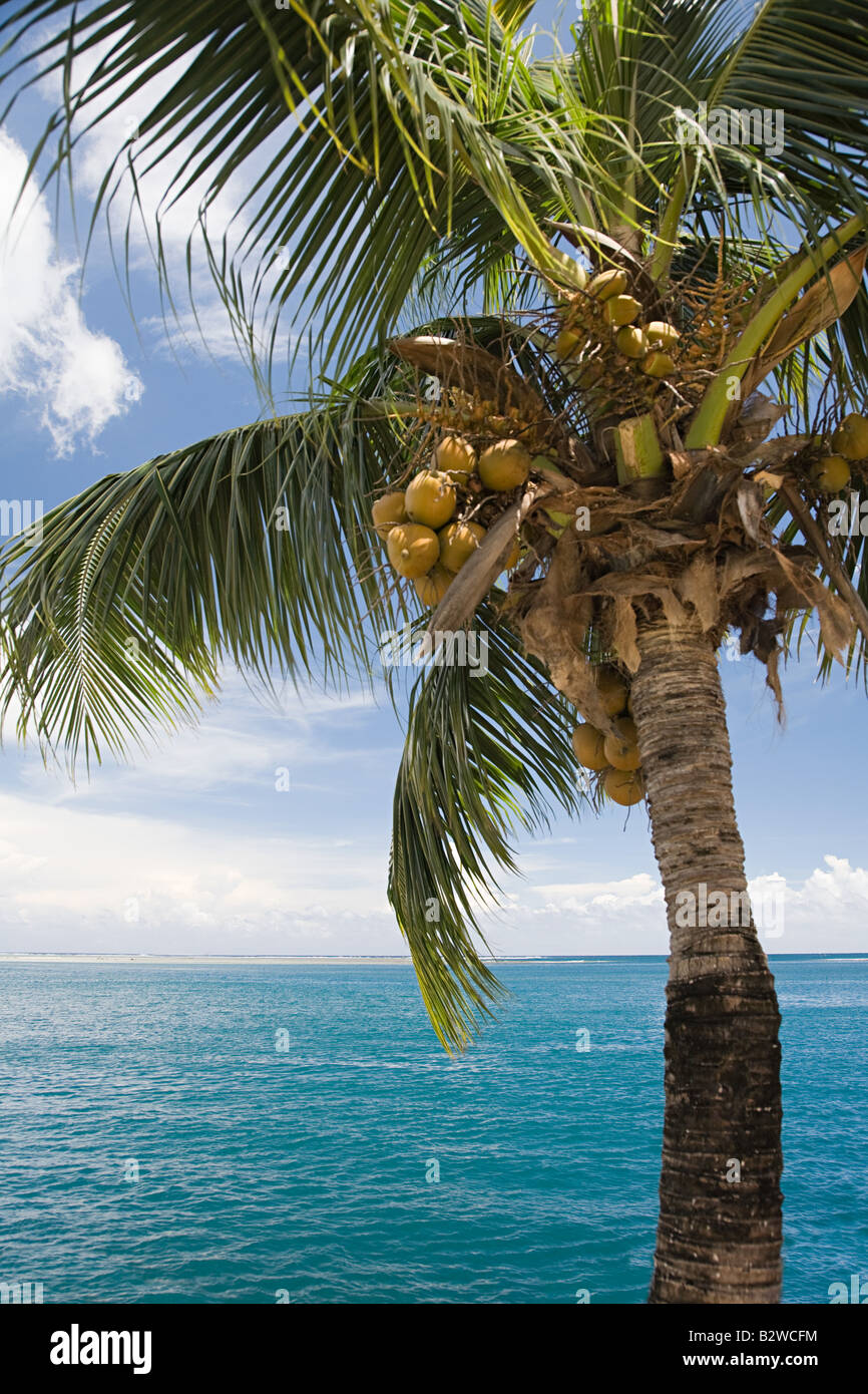 A coconut palm tree and the sea tahiti Stock Photo Alamy
