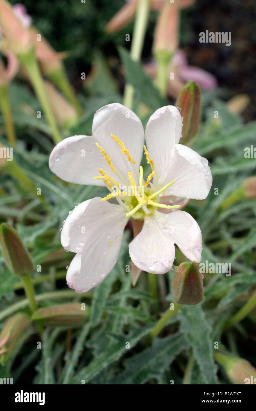 OENOTHERA CAESPITOSA Stock Photo
