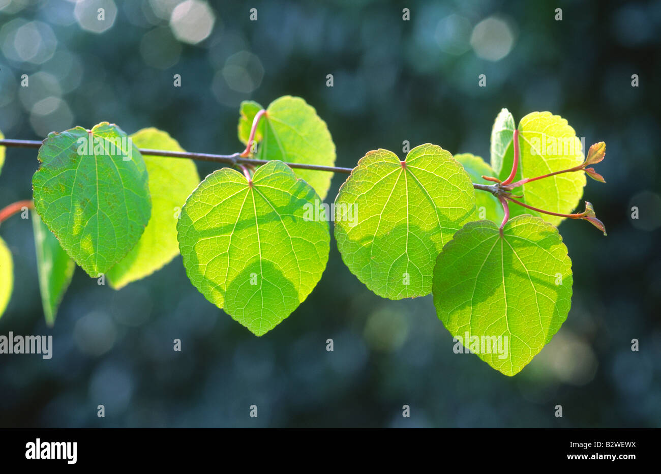 Leaves Of Katsura Tree In Spring Sunshine Cercidiphyllum Japonicum leaves-of-katsura-tree-in-spring-sunshine-cercidiphyllum-japonicum