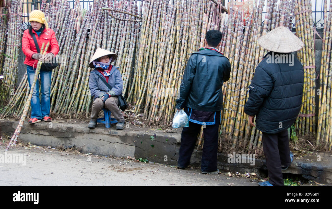 Sugar cane for sale main street Sapa north Vietnam Stock Photo Alamy