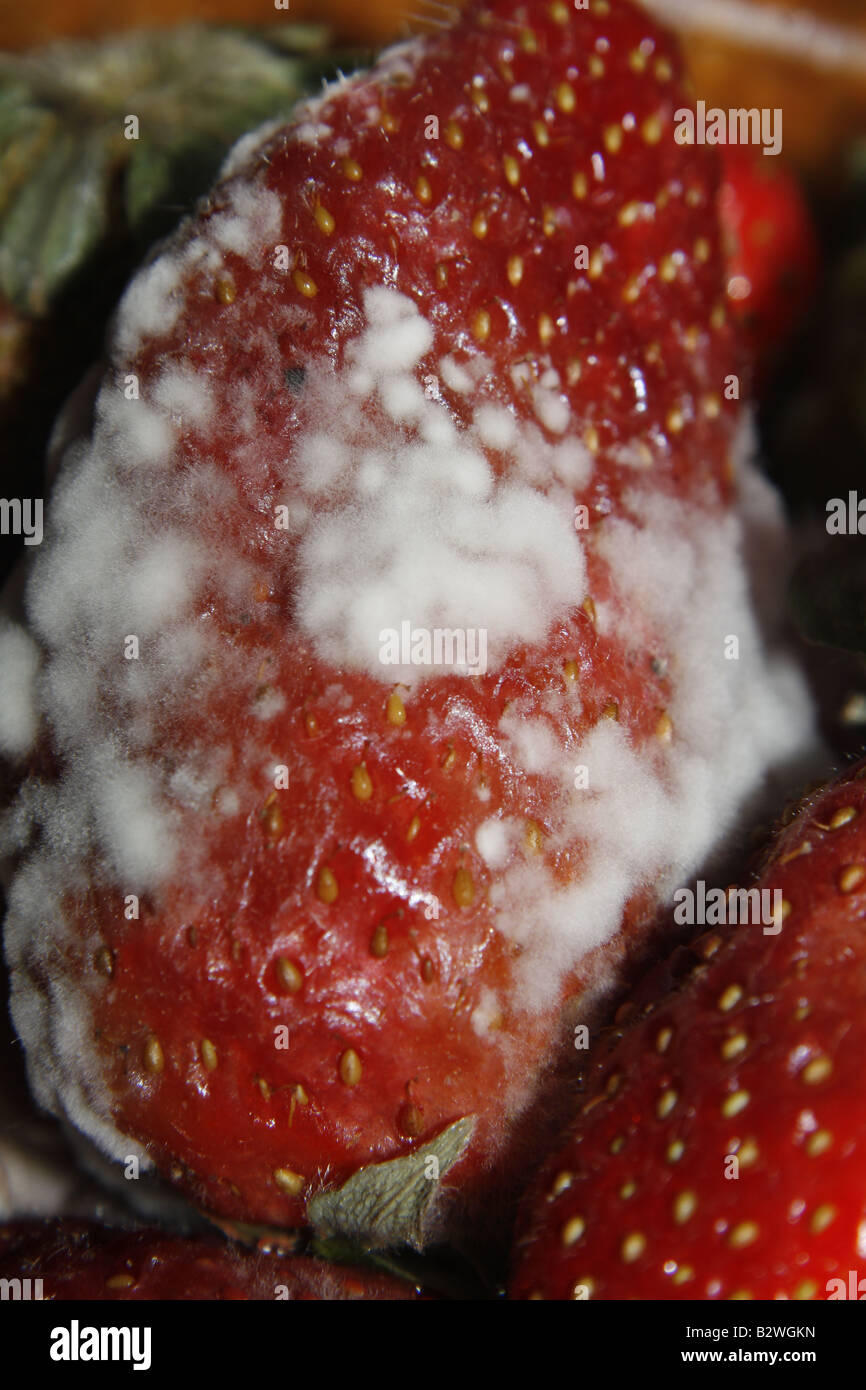 Strawberry mold fungus hi-res stock photography and images - Alamy