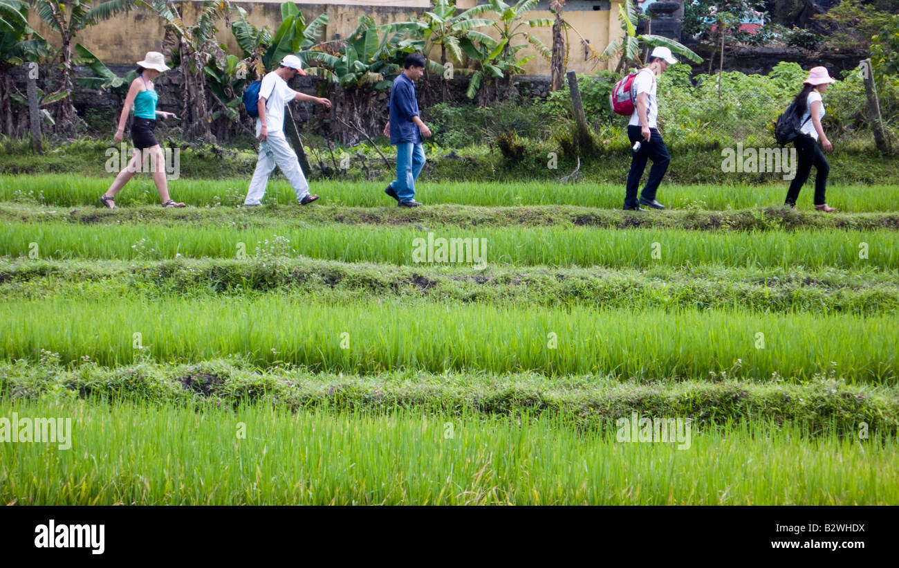 Visitors walking on tracks through rice paddy Cham Island off historic Hoi An Vietnam Stock Photo