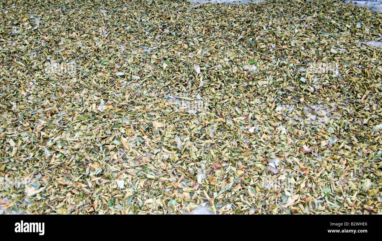 Green tea leaves drying in sun Cham Island off historic Hoi An Vietnam Stock Photo