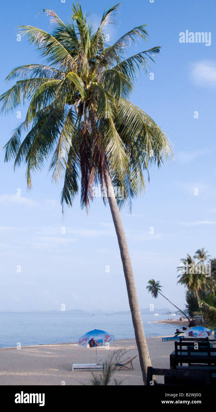 Palm tree Phu Quoc Island Vietnam Stock Photo Alamy