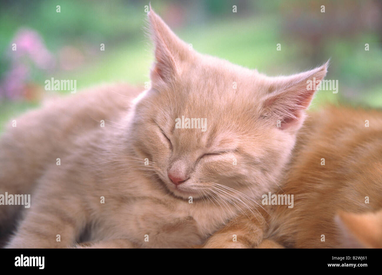 Pale ginger hotsell kitten