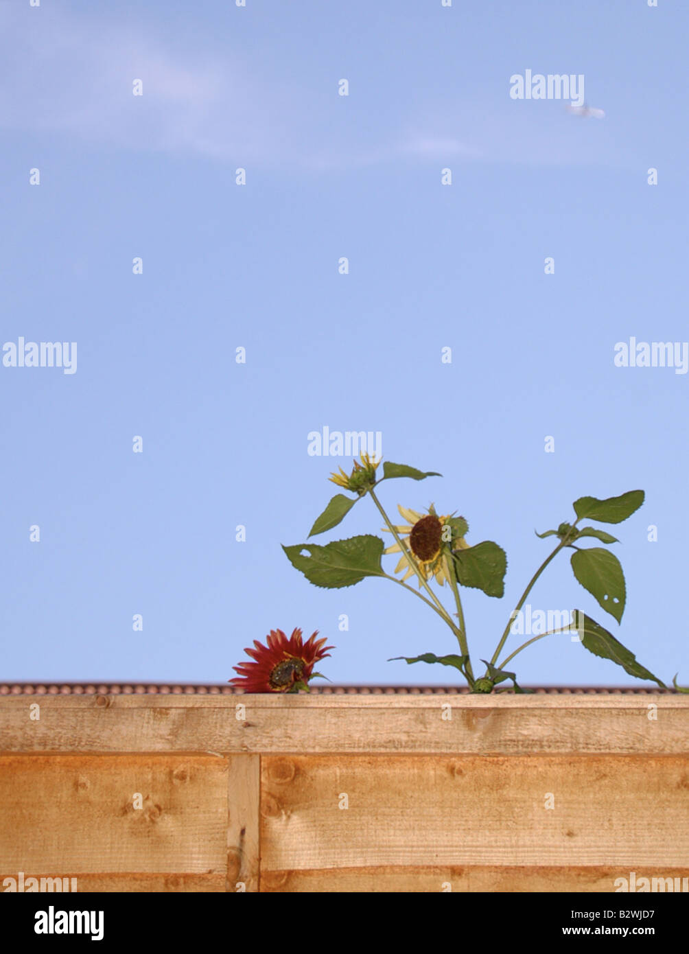 Sunflowers peek over a garden fence in the blue skies of summer in Borehamwood, Hertfordshire, UK. Stock Photo