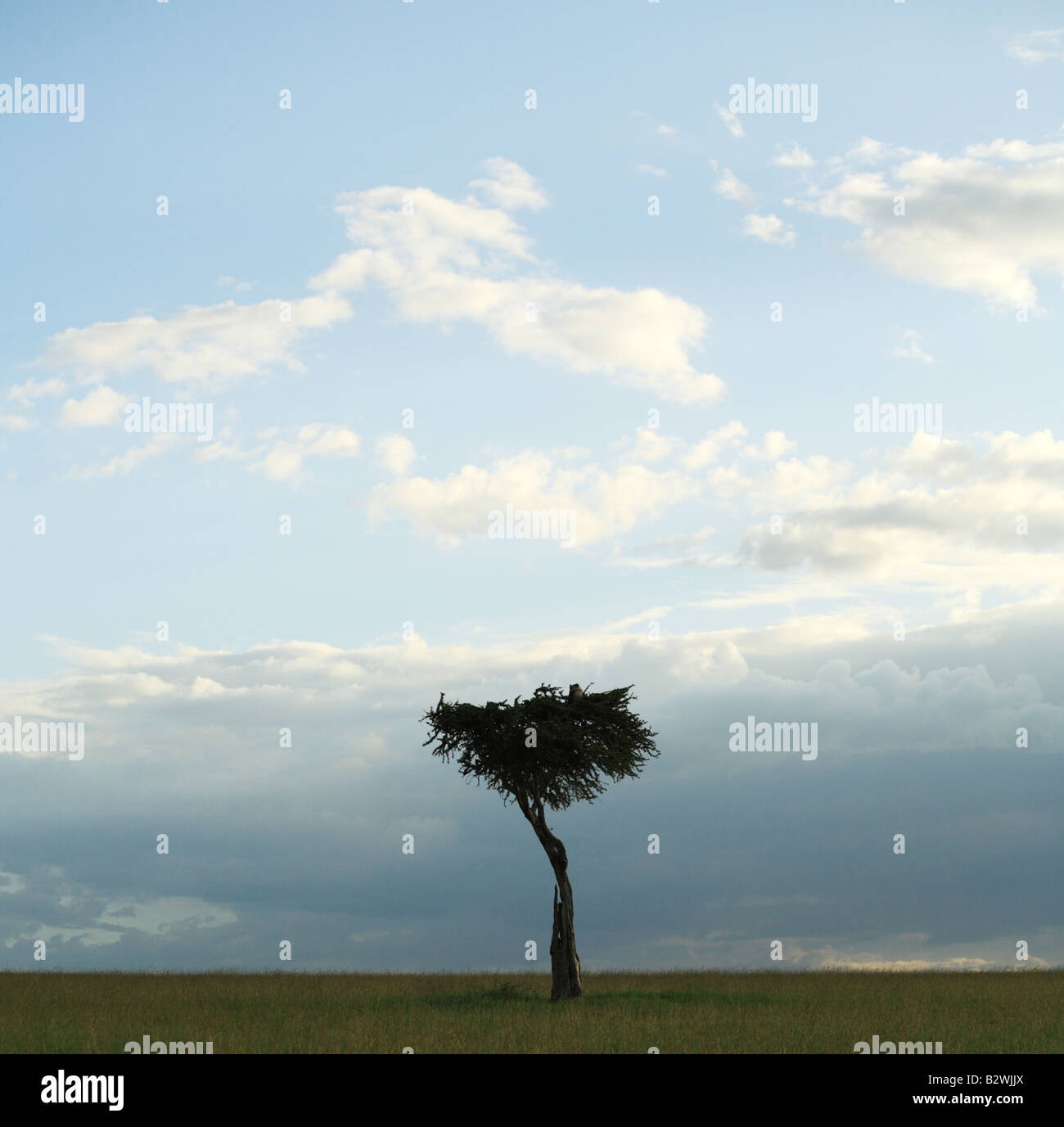 Single Acacia tree in Kenya Africa Stock Photo Alamy