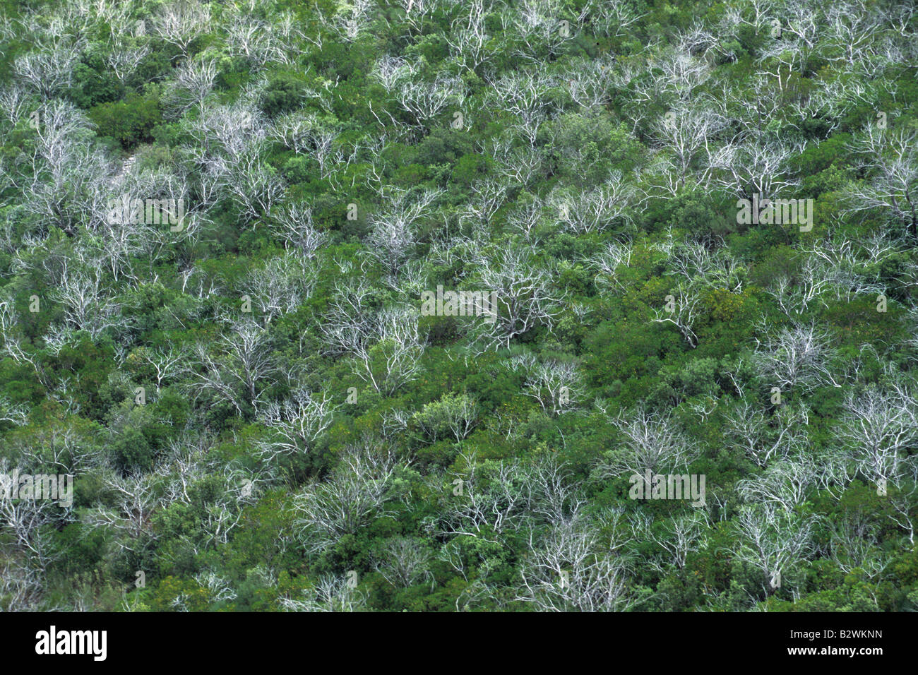 Spain, Majorca, View of Castillo de Alaro Stock Photo