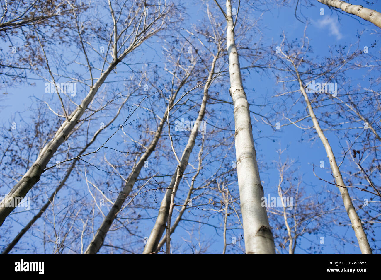 Trees in bright winter sunlight with blue sky Stock Photo - Alamy