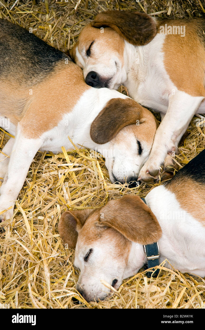 A trio of Foxhound puppies taking a nap Stock Photo