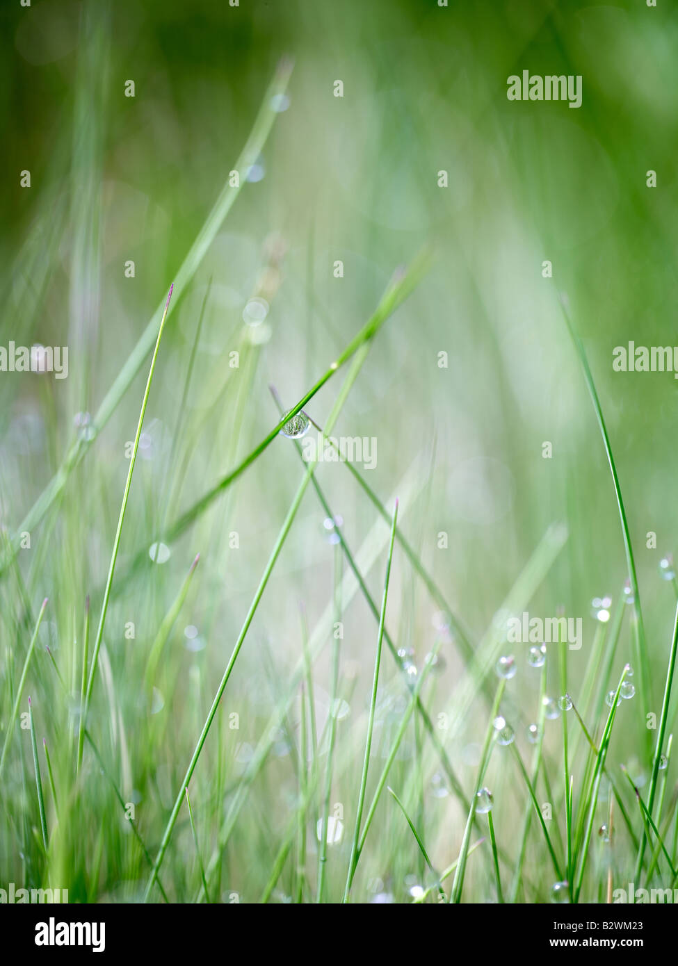 Dew on grass Devon England Stock Photo