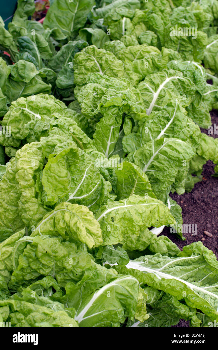 LEAF BEET OR CHARD BETA VULGARIS LUCULLUS Stock Photo Alamy