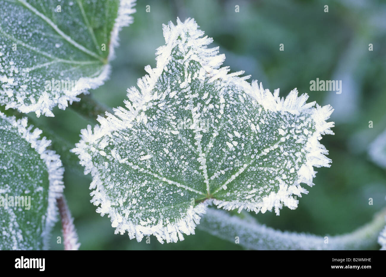 Frosted Ivy Leaf Stock Photo Alamy