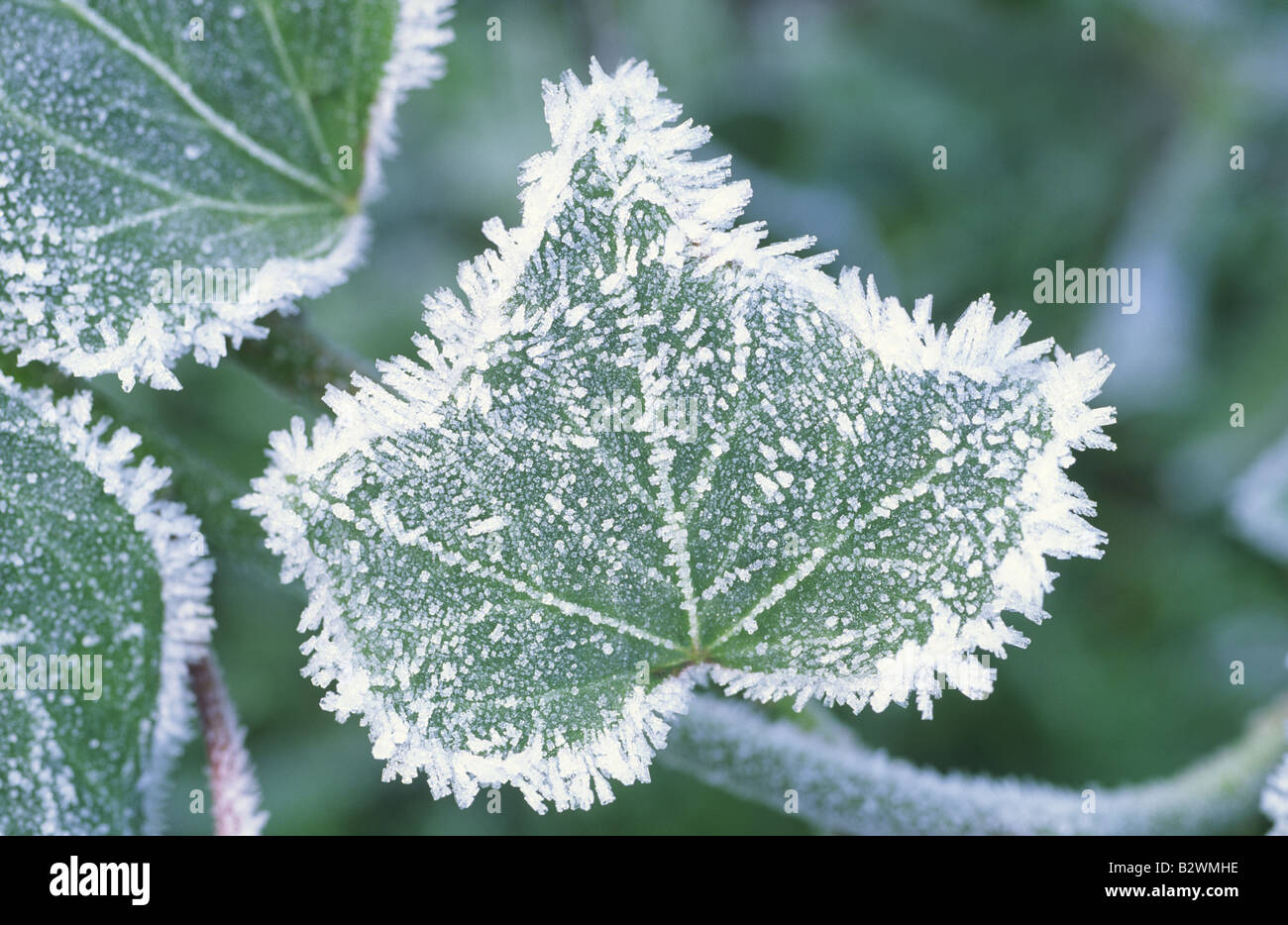Frosted Ivy Leaf Stock Photo