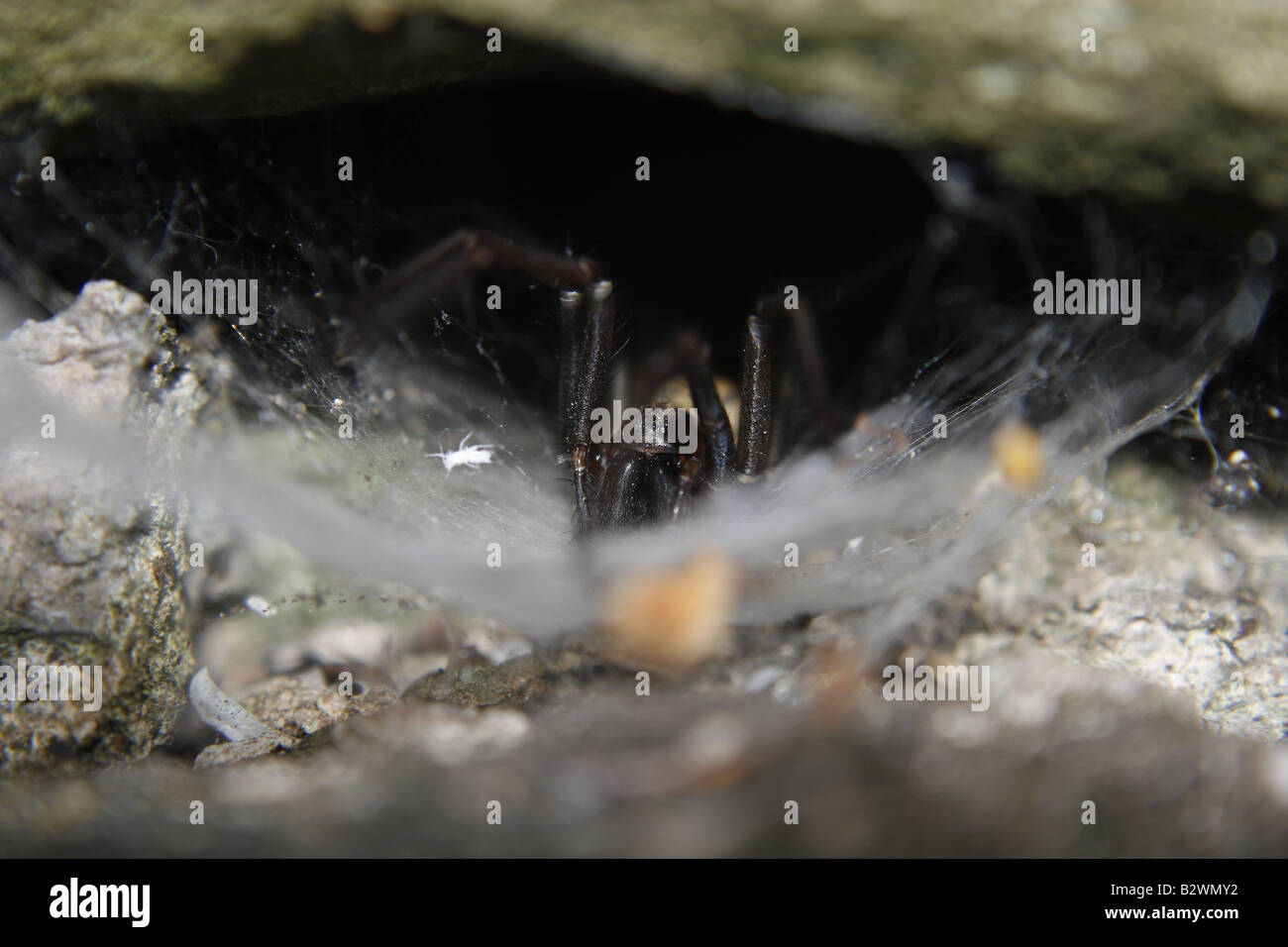 House Spider in web Tegenaria duellica Stock Photo