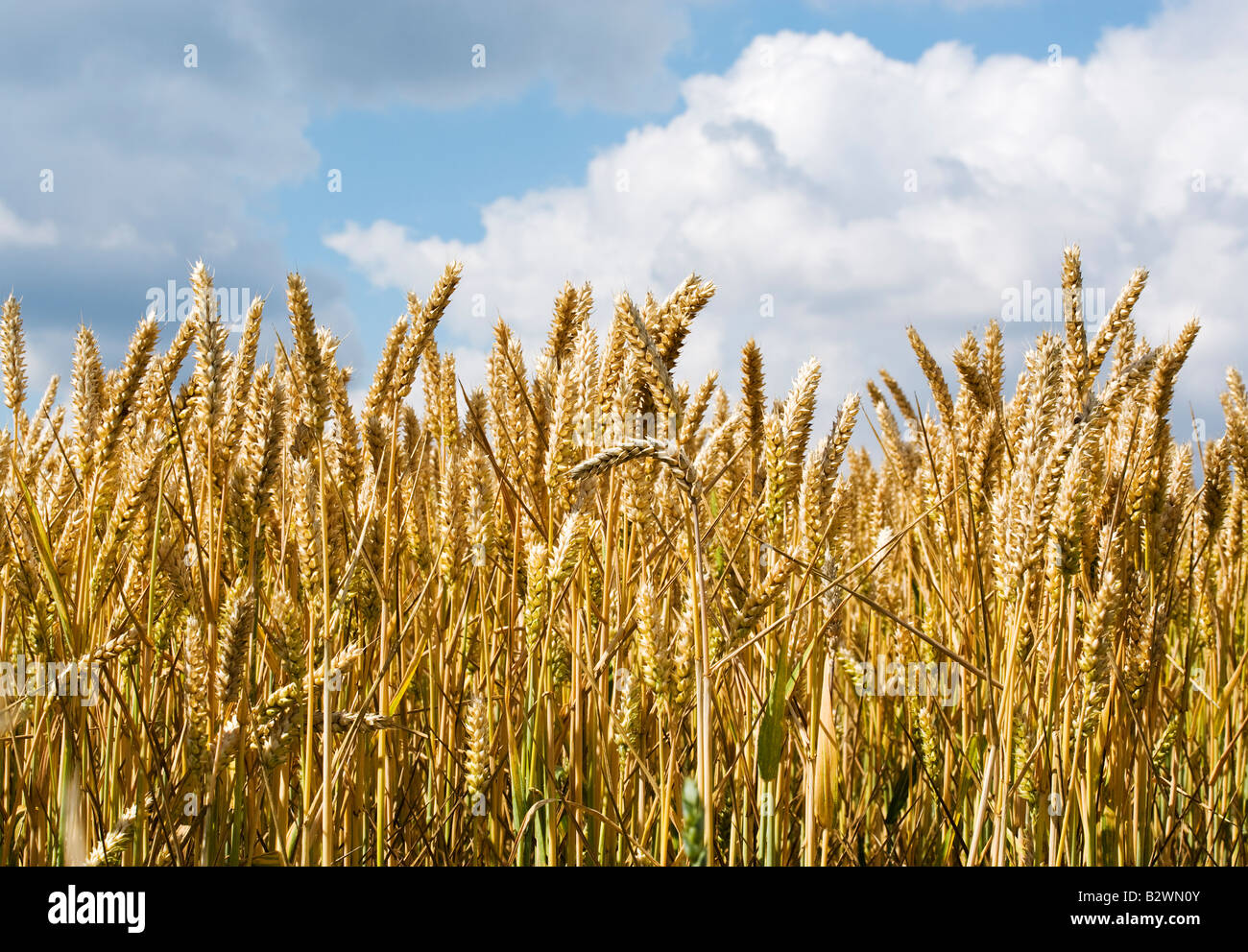 close up of wheat field under summer sky Stock Photo - Alamy