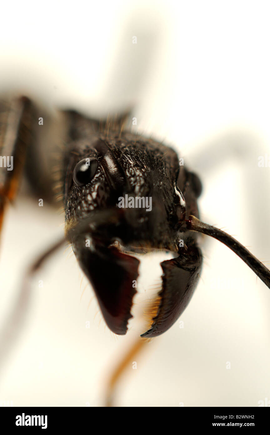 Isula or Bullet Ant Paraponera clavata Stock Photo - Alamy