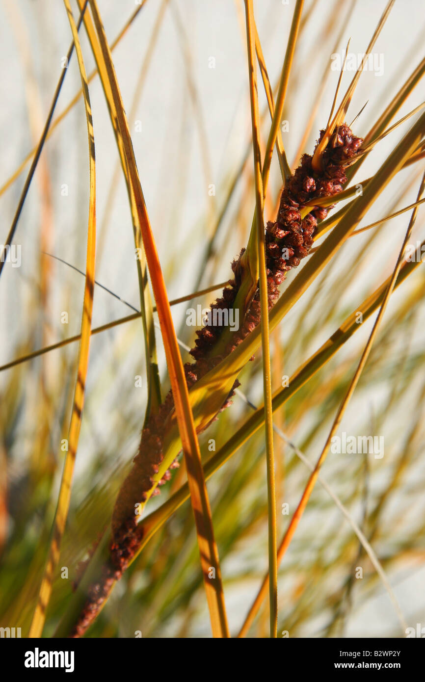 Canavalia cathartica as sand-binding creeper on coastal sand dune floor