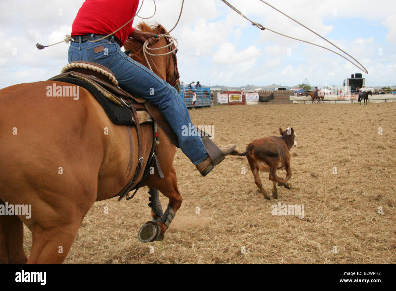 A cowboy lassos a running steer at a Rodeo held in Hamilton, on the ...