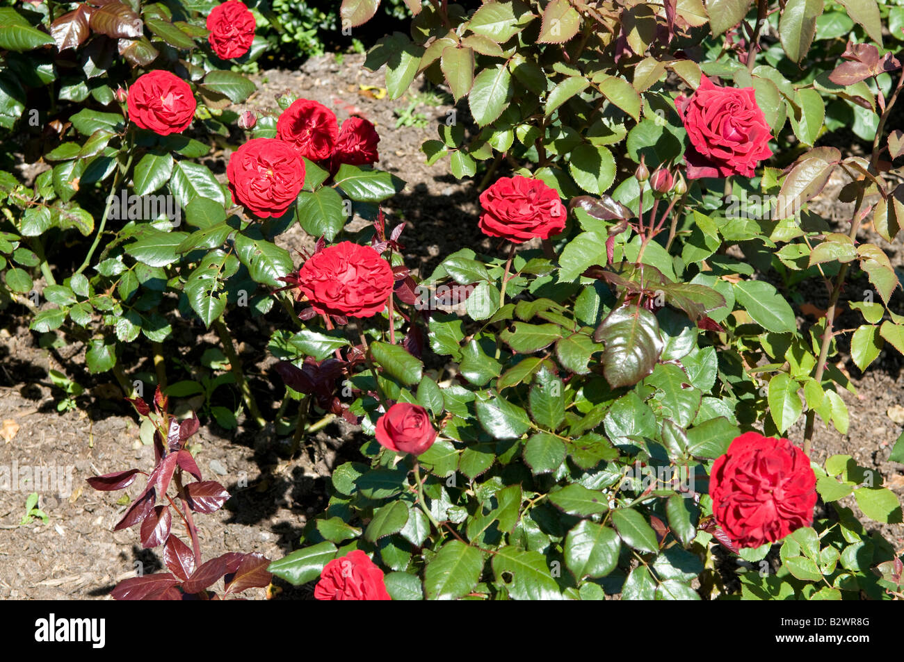 Rosa `Sargent Harwharry` Stock Photo - Alamy