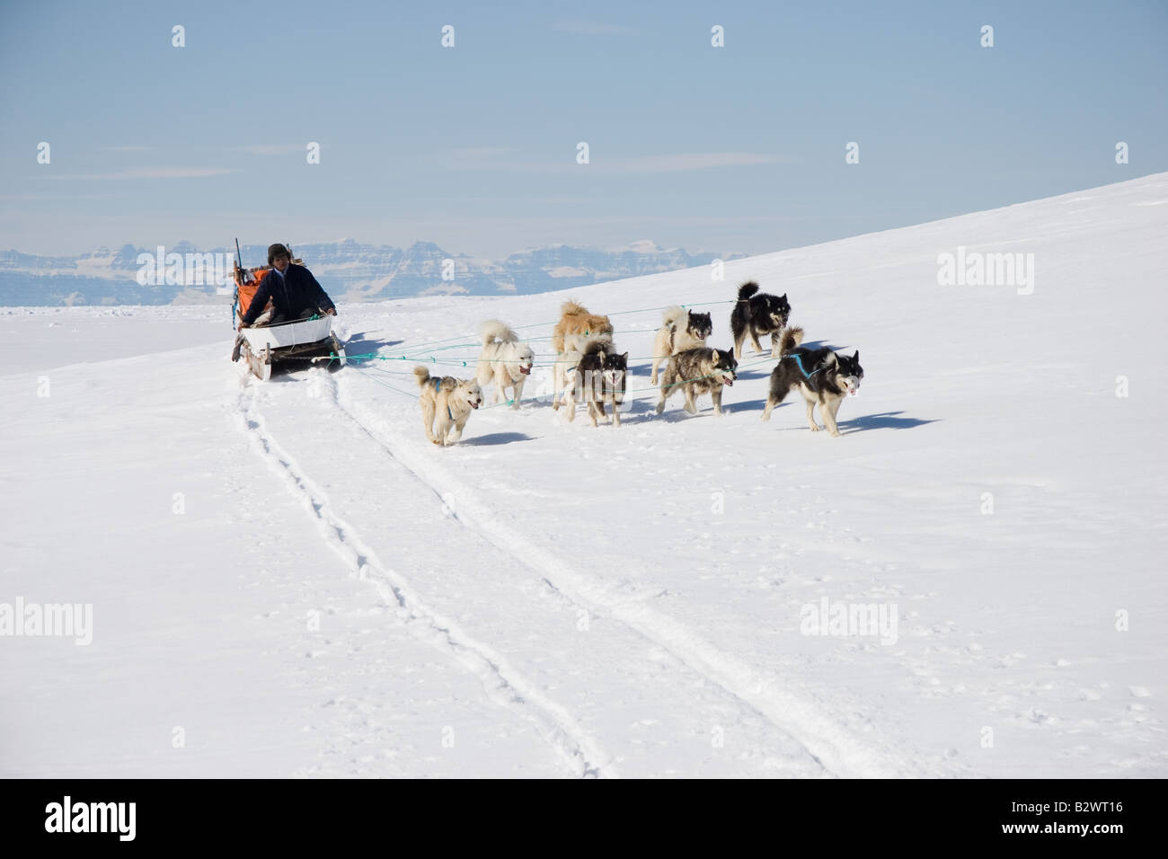 Inuit hunter mushing his husky dog sled team across the ice near Ittoqqortoormiit, Scoresbysund
