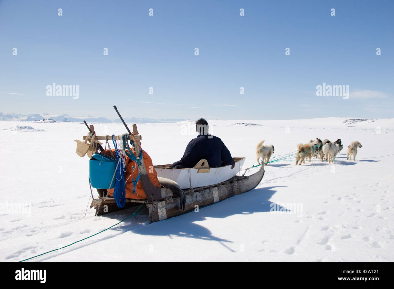 Inuit hunter mushing his husky dog sled team across the ice near Ittoqqortoormiit, Scoresbysund