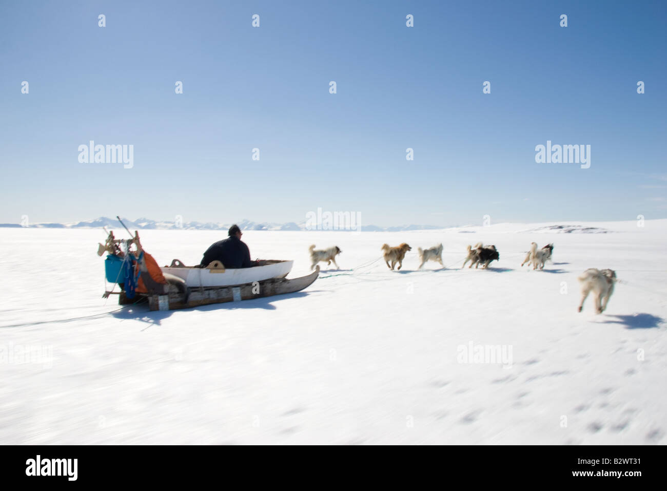 Inuit hunter mushing his husky dog sled team across the ice near Ittoqqortoormiit, Scoresbysund