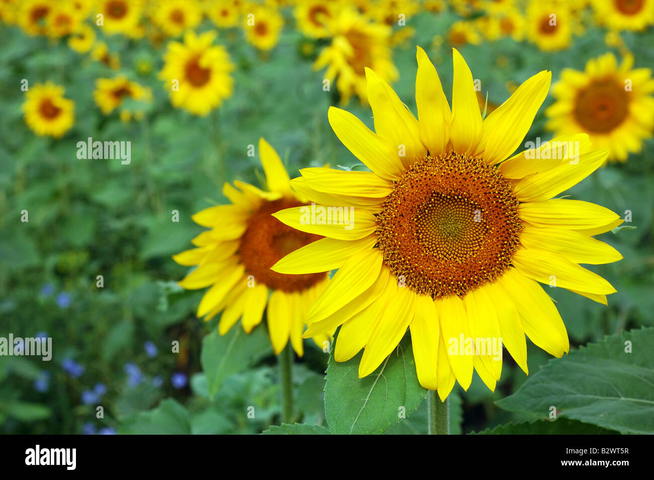 sunflower over field background Stock Photo - Alamy