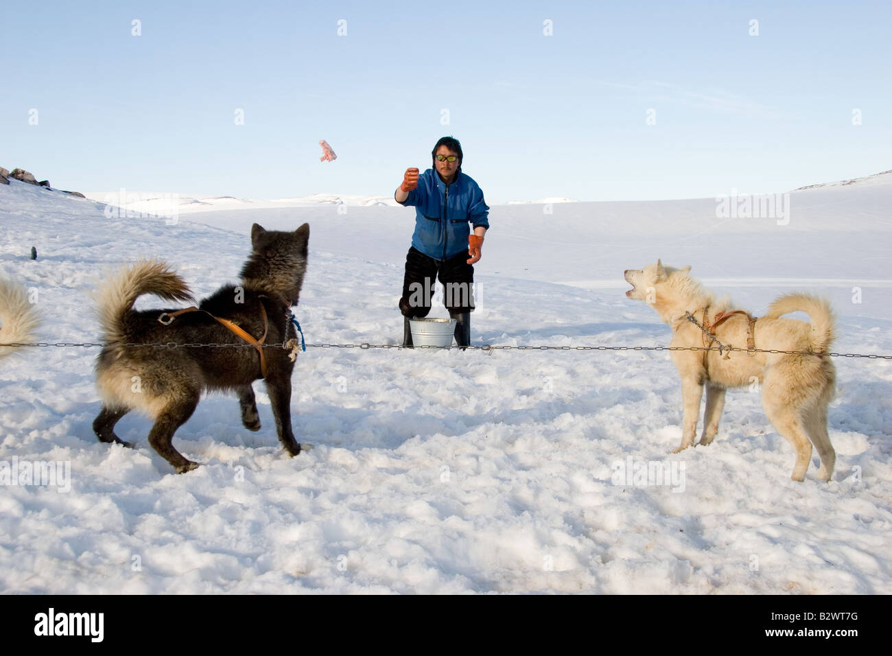 An Inuit hunter feeds his sled dogs at Cape Tobin, above Scoresbysund fjord ice edge, near
